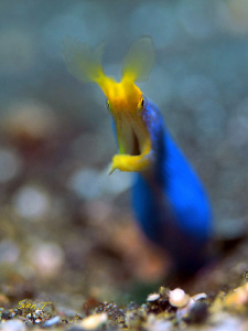 Blue ribbon eel by Sven Tramaux 